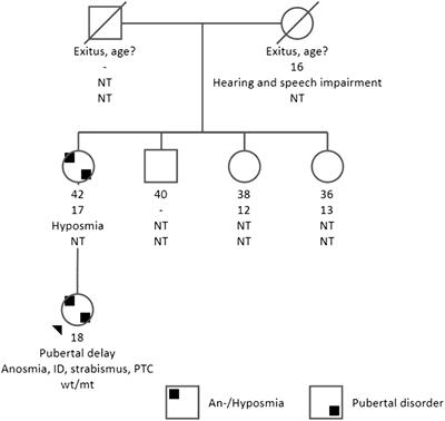 Case report: An adolescent female with anosmic hypogonadotropic hypogonadism, intellectual disability, and papillary thyroid carcinoma: heterozygous deletion of TCF12